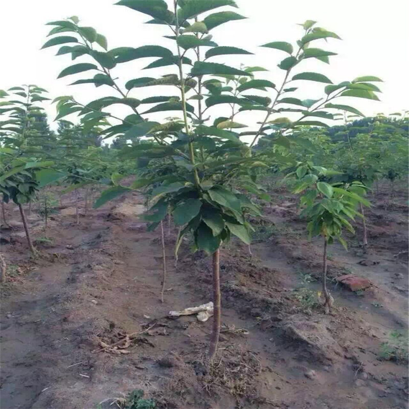 法蘭地草莓苗一畝地種植多少、法蘭地草莓苗種植基地