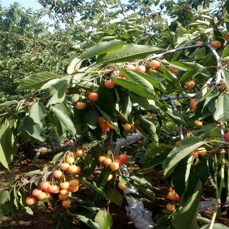 推薦法蘭地草莓苗、甜查理草莓苗基地
