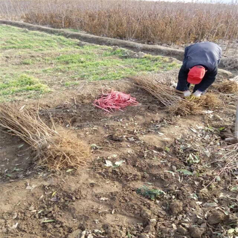 鑒定法蘭地草莓苗真假、能品種的紅顏草莓苗繁育基地