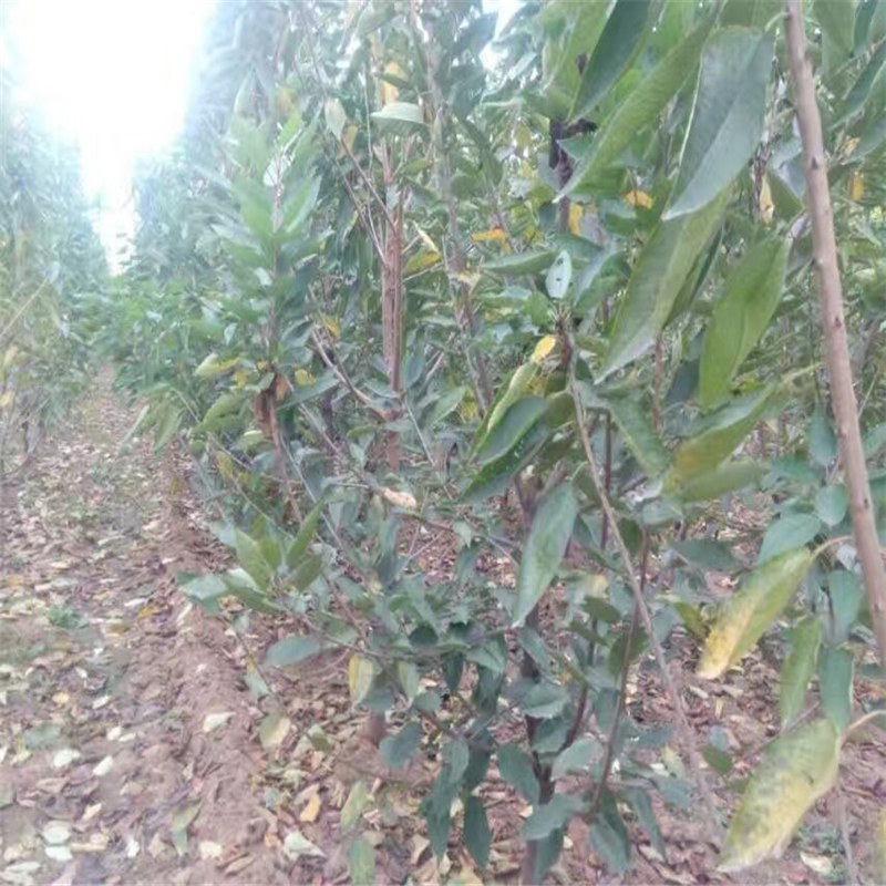 甜查理草莓苗畝產(chǎn)多少、甜查理草莓苗格