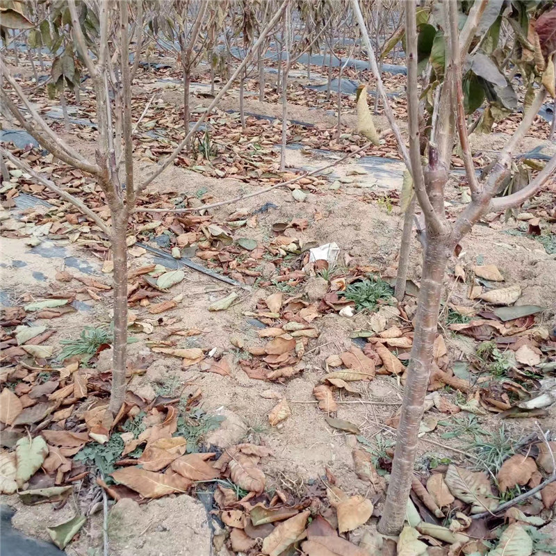 效益好的甜查理草莓苗品種、口碑好的紅顏草莓苗廠家