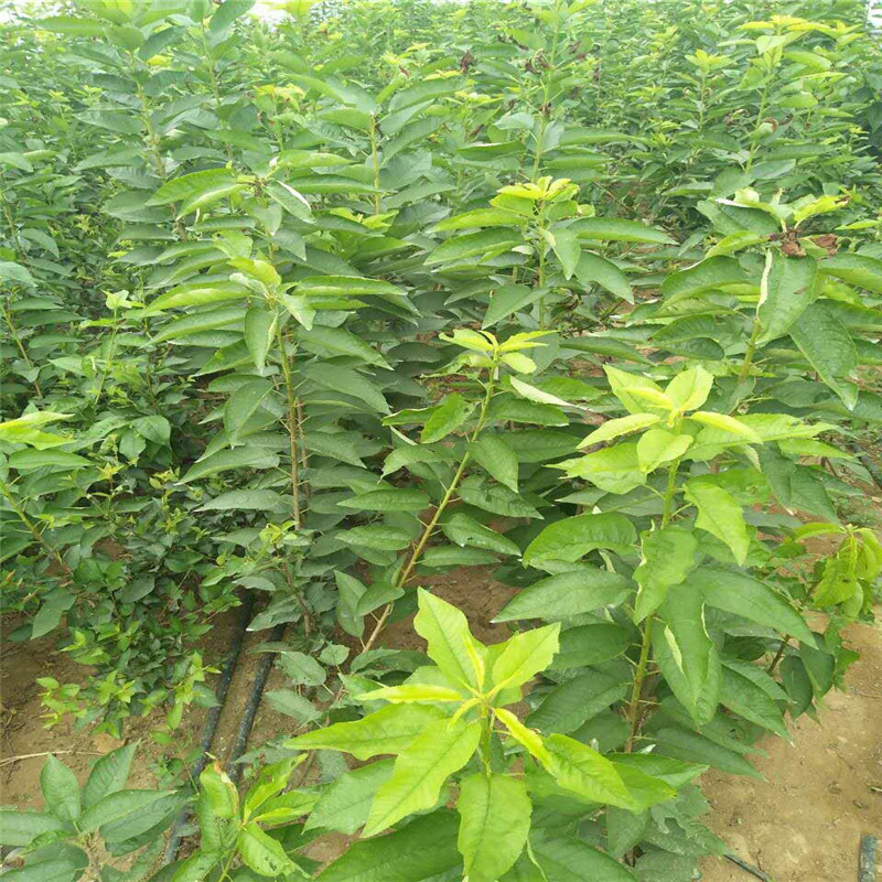 什么時(shí)間種植法蘭地草莓苗為合適、法蘭地草莓苗種植基地