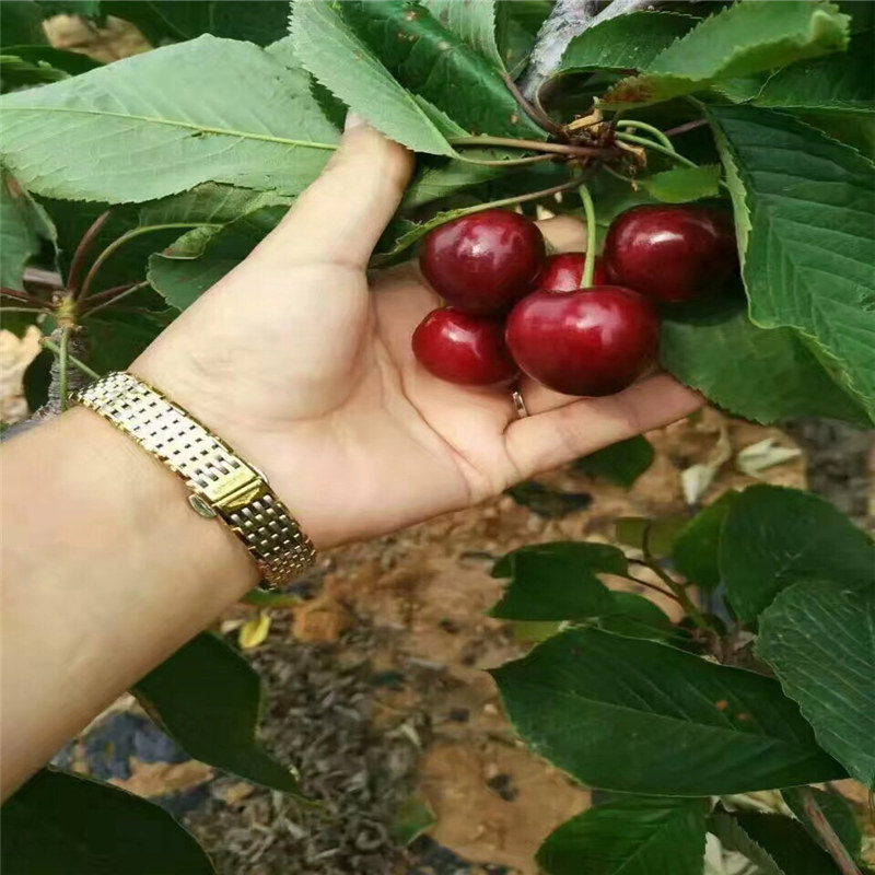 供應(yīng)商推出新甜查理草莓苗種植管理技術(shù)、保質(zhì)量出售章姬草莓苗