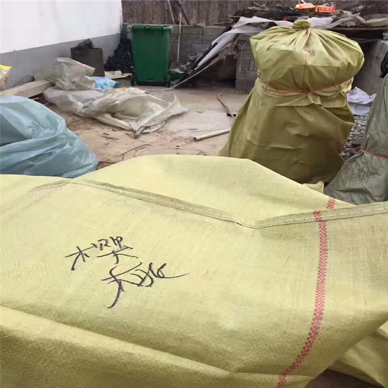 法蘭地草莓苗生產(chǎn)廠家有哪些？甜查理草莓苗價(jià)格