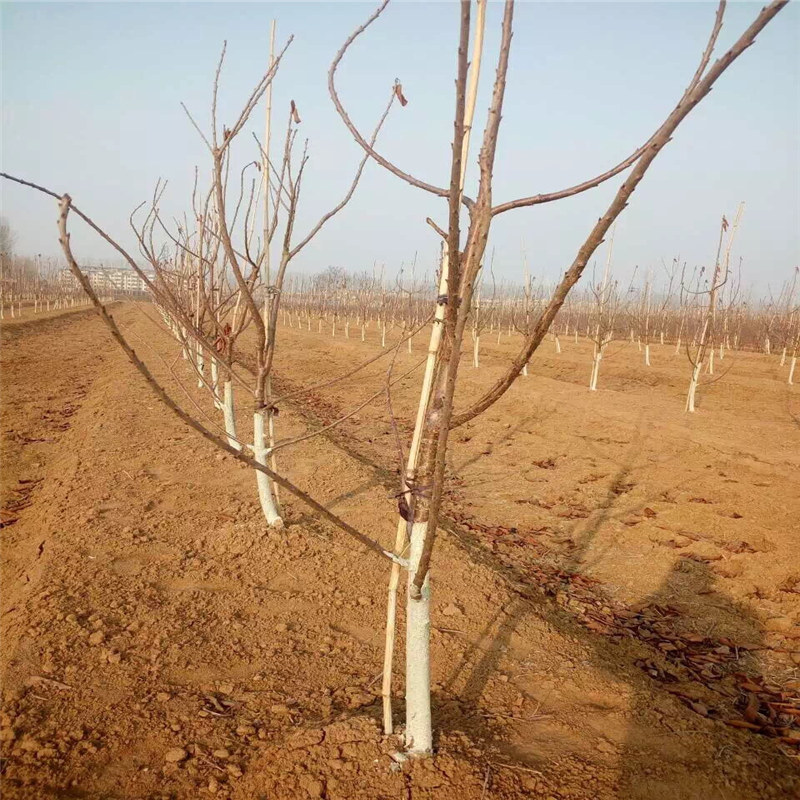 什么時(shí)間種植法蘭地草莓苗為合適、法蘭地草莓苗銷售廠家