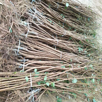 法蘭地草莓苗產(chǎn)量多少、甜查理草莓苗繁育基地
