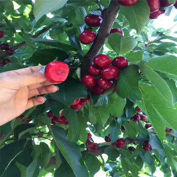 供應(yīng)商推出新甜查理草莓苗種植管理技術(shù)、法蘭地草莓苗銷售廠家