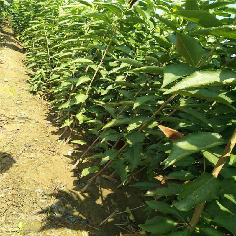 甜查理草莓苗畝產(chǎn)多少、山東誠信章姬草莓苗供應(yīng)商
