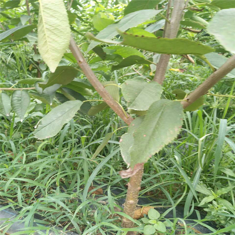 可信的甜查理草莓苗供應(yīng)商、大棚如何種植春紅顏草莓苗