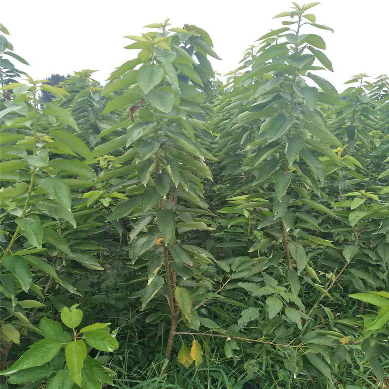 法蘭地草莓苗生產(chǎn)廠家有哪些？甜查理草莓苗繁育基地
