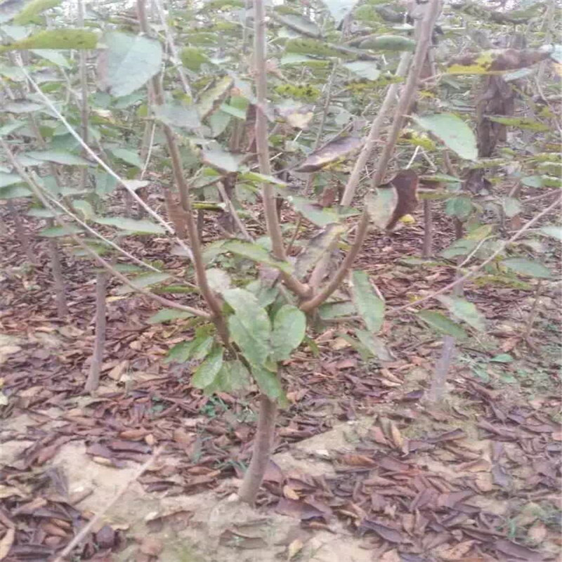 種植法蘭地草莓苗前準備什么、法蘭地草莓苗價格