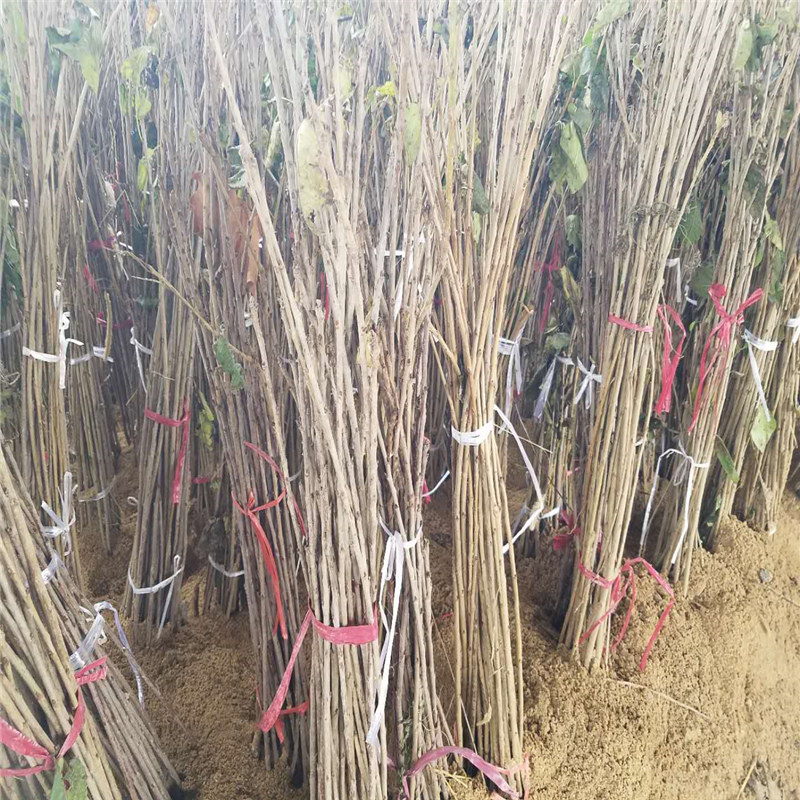 法蘭地草莓苗代理廠家、甜查理草莓苗繁育基地