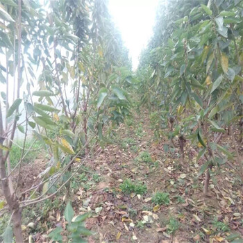 推薦法蘭地草莓苗、法蘭地草莓苗廠家