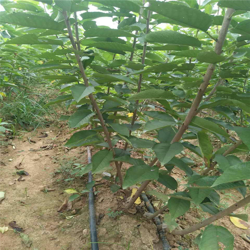 法蘭地草莓苗產(chǎn)量多少、甜查理草莓苗繁育基地