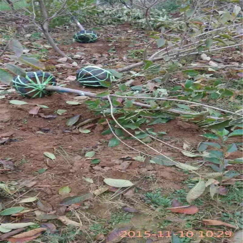 南北方適不適合種植法蘭地草莓苗、甜查理草莓苗格