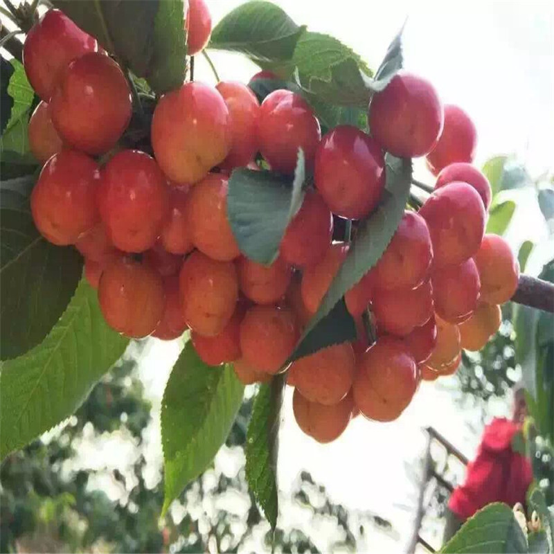 效益好的甜查理草莓苗品種、口碑好的紅顏草莓苗廠家