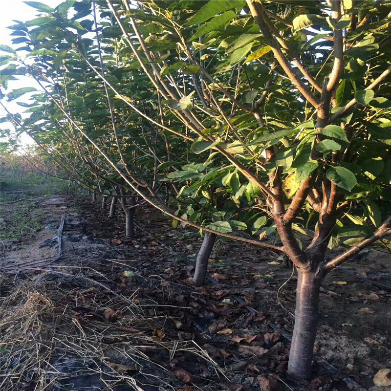 甜查理草莓苗一畝田種多少棵、甜查理草莓苗繁育基地