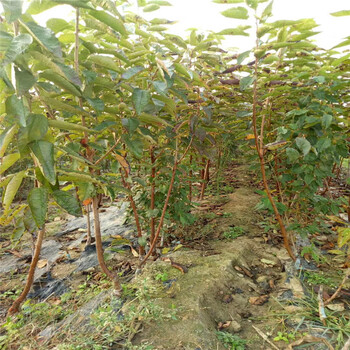 能簽訂苗木購銷合同的法蘭地草莓苗、每年大量繁育培育章姬草莓苗