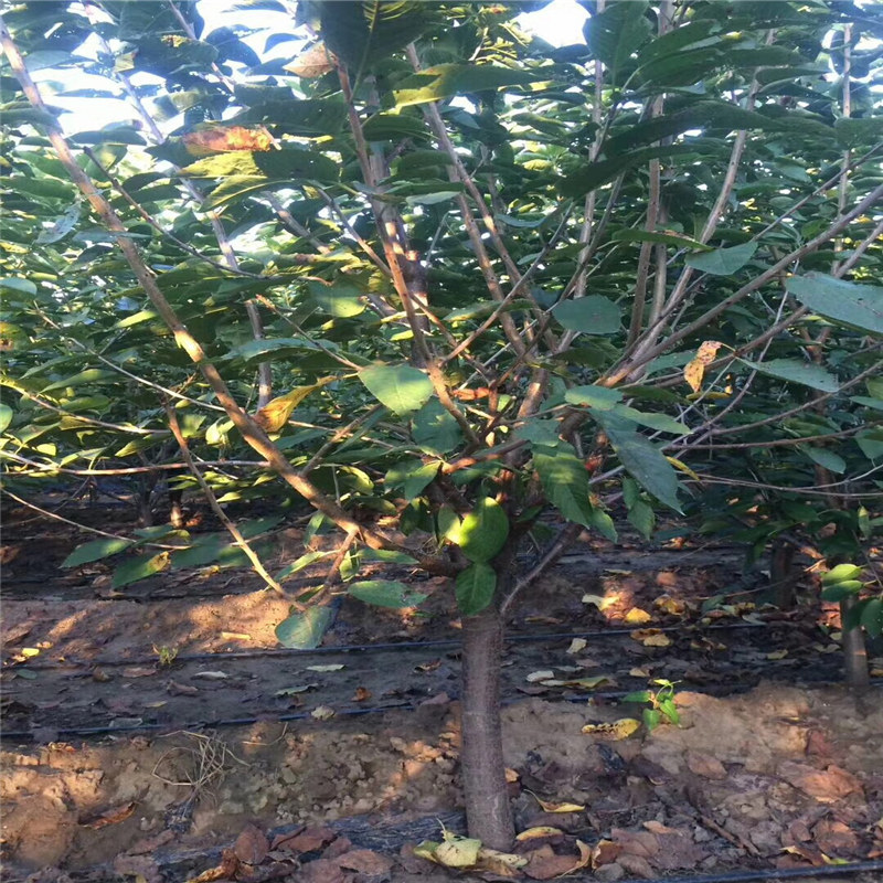 推薦法蘭地草莓苗、甜查理草莓苗繁育基地