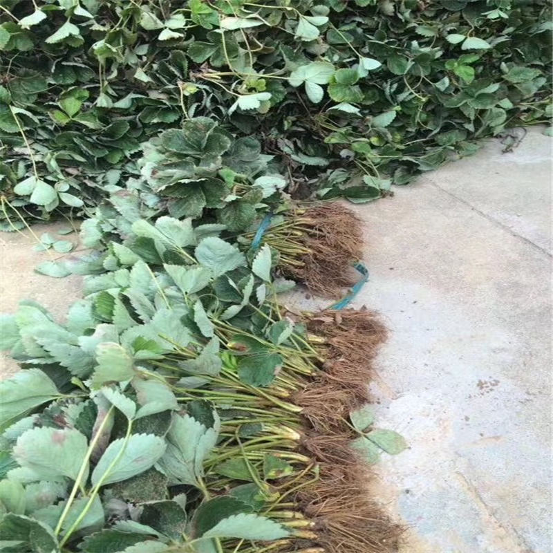 法蘭地草莓苗產(chǎn)量多少、甜查理草莓苗供應商