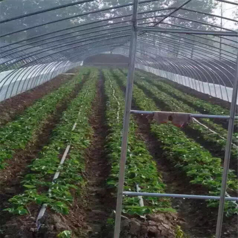 帶土出售甜查理草莓苗、供應(yīng)紅顏草莓苗袋苗