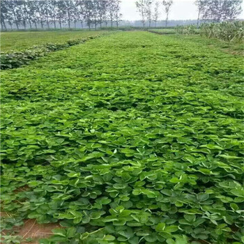 脫毒二代草莓苗價格，妙香草莓苗批發(fā)價格