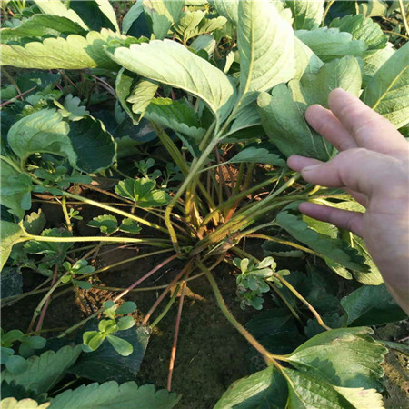 桃熏草莓苗價格，紅實草莓苗哪里有賣