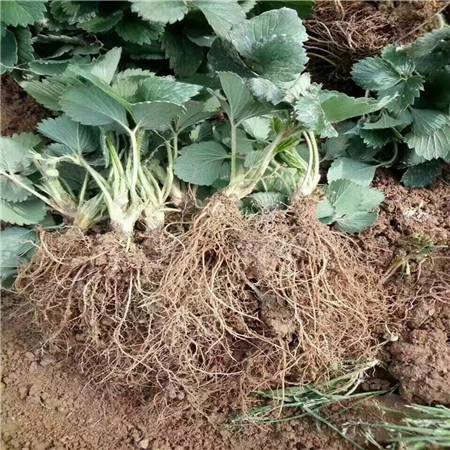 豐香草莓苗價格，桃熏草莓苗苗