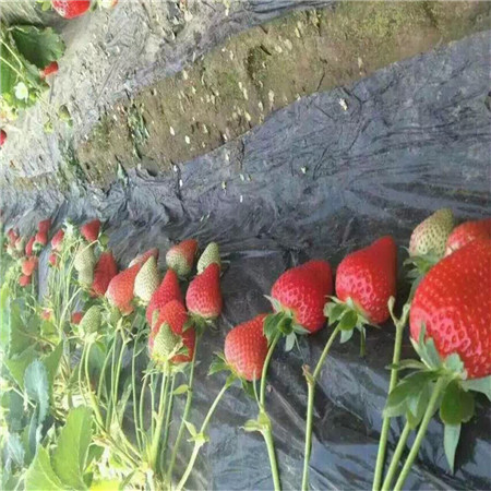 圣诞红草莓苗价格，红袖添香草莓苗出售价格