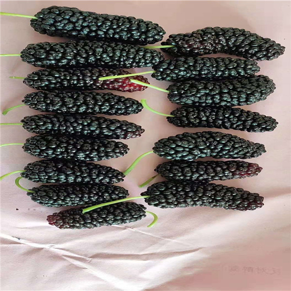 白桑树苗的种植条件、山东诚信台湾四季果桑树苗供应商
