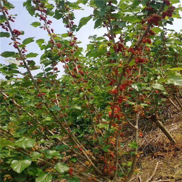 什么时间种植金桑树苗为合适、紫金蜜桑树苗怎样才能长的快