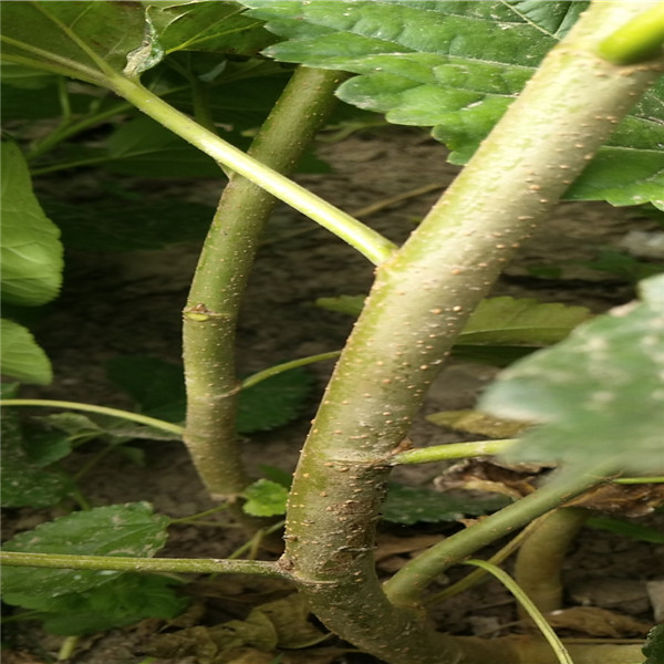 白桑樹苗花色什么顏色、臺(tái)灣四季果桑樹苗扶貧工程