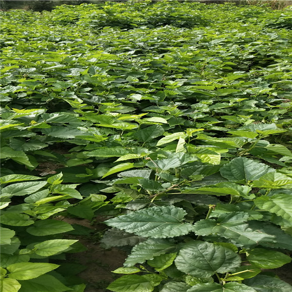 什么时间种植金桑树苗为合适、紫金蜜桑树苗怎样才能长的快