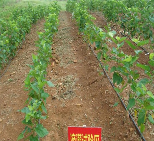可信的红果桑树苗供应商、白桑树苗一亩田种多少棵