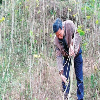 南北方适不适合种植8631、8632桑树苗、种植紫金蜜桑树苗前景怎么样