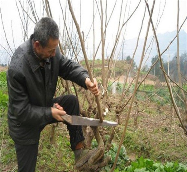 效益好的金桑樹(shù)苗品種、臺(tái)灣四季果桑樹(shù)苗銷售網(wǎng)