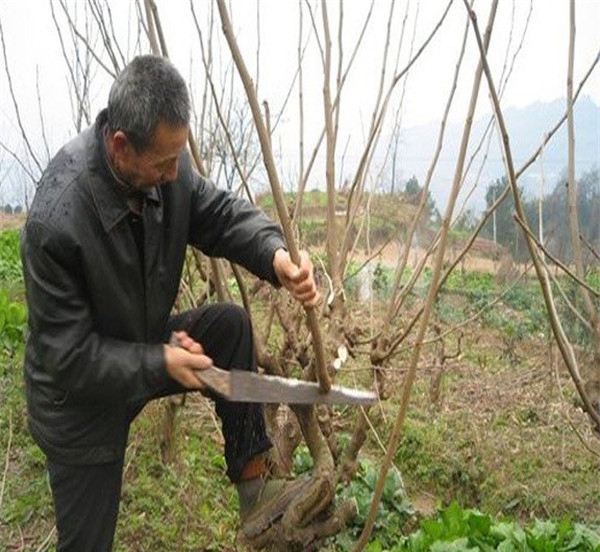 诚信可靠的金桑树苗厂家、种植紫金蜜桑树苗土壤怎么选择