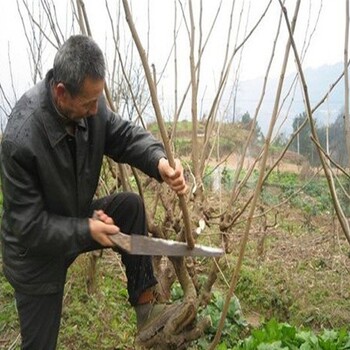 金桑树苗选什么品种好、种植白桑树苗前准备什么