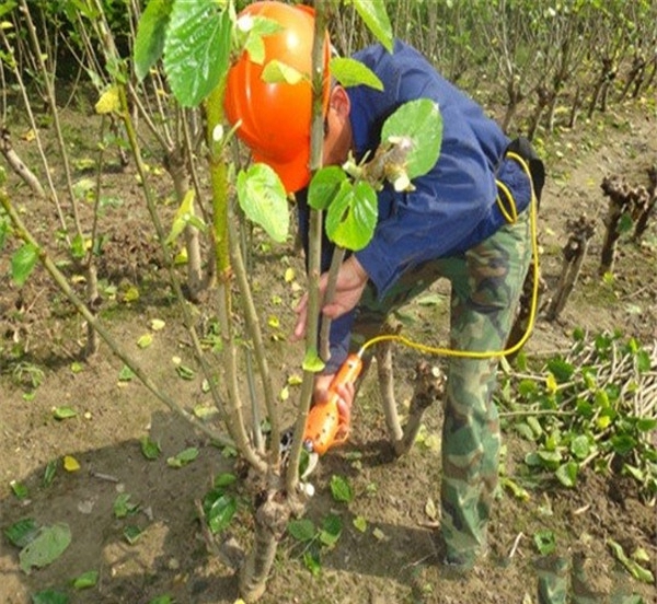 白桑树苗的种植条件、山东诚信台湾四季果桑树苗供应商