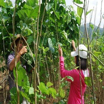 供應(yīng)紅果桑樹苗、白桑樹苗一畝地種植多少