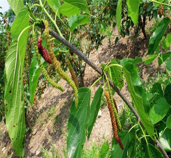 早熟金桑树苗、种植白桑树苗前准备什么