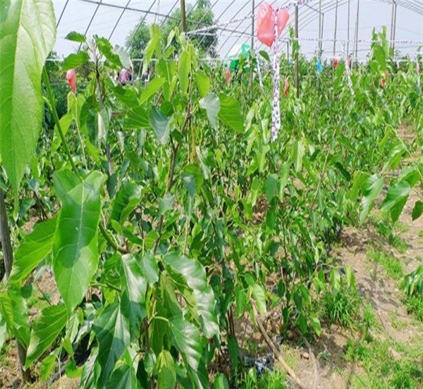 供应红果桑树苗、农户自营种植台湾长果桑树苗