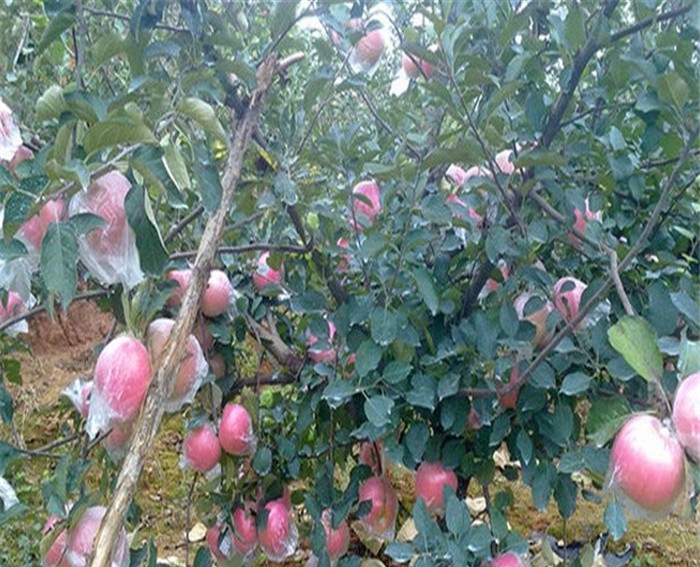m26苹果砧木、美乐苹果苗怎样提高移栽成活率