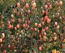美国8号苹果苗、今年红色美人苹果苗价格
