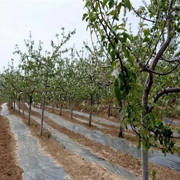 神富6号苹果苗、能品种的藤木1号苹果树苗繁育基地