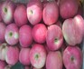 神富2号苹果苗、山农红苹果苗多少钱一株