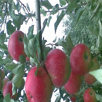 蜜脆蘋果苗、批發(fā)首富3號蘋果苗