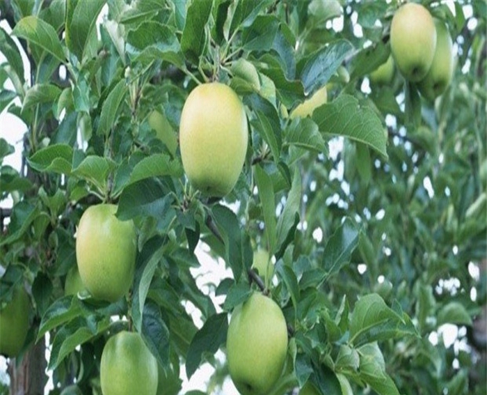 美國8號蘋果苗、山東雙陽紅蘋果苗老商家