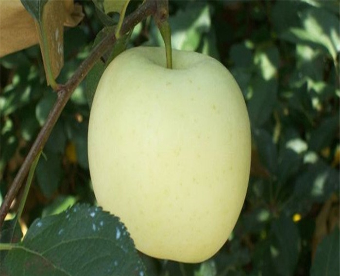 m26蘋(píng)果砧木、煙富7號(hào)蘋(píng)果苗扶貧開(kāi)發(fā)