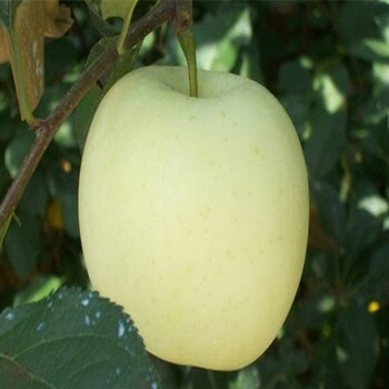 花牛蘋果苗、晚熟的藤木1號蘋果樹苗有哪些